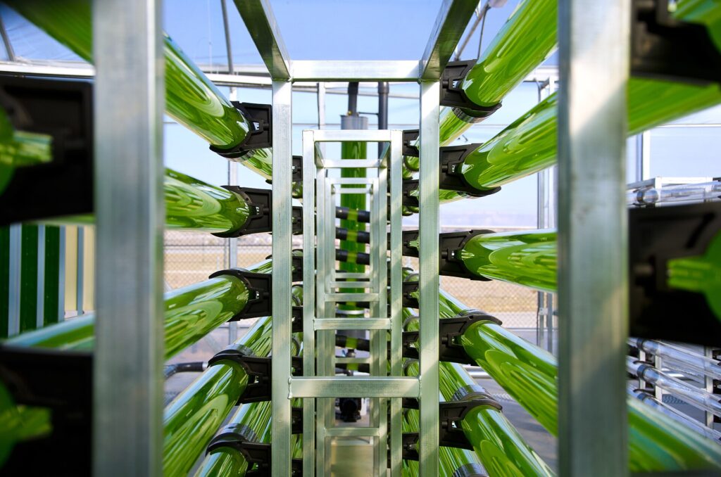 Tubular photobioreactors growing microalgae