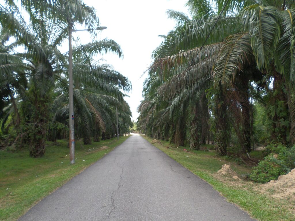 Oil palm plantation road in Melaka, Malaysia